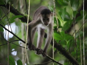 Mono Capucin . Ecuador. Selva